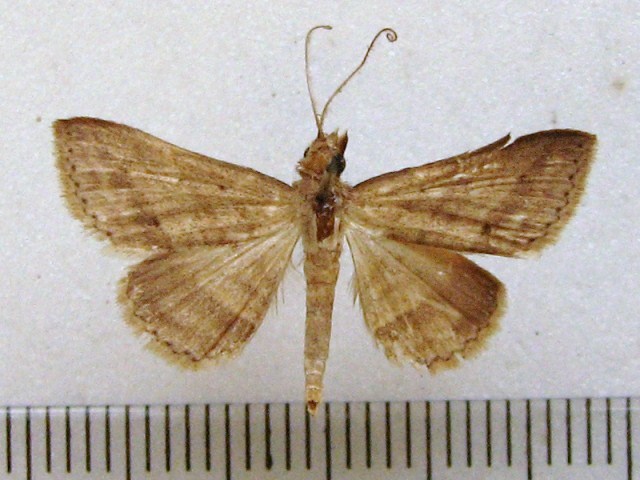 Gesonia inscitia